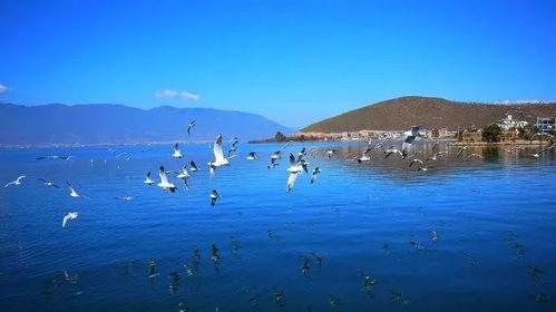 滇池网红景点直播带货,直播带货新风口，网红景点助力消费升级